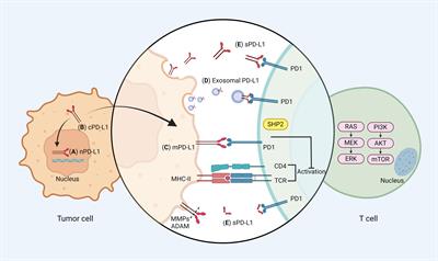 Frontiers Tumorderived Exosomal Pd L A New Perspective In Pd Pd